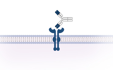 Conventional mAb 이미지