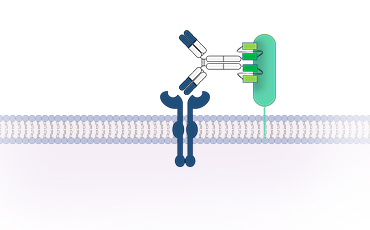 AbReptor™ 이미지